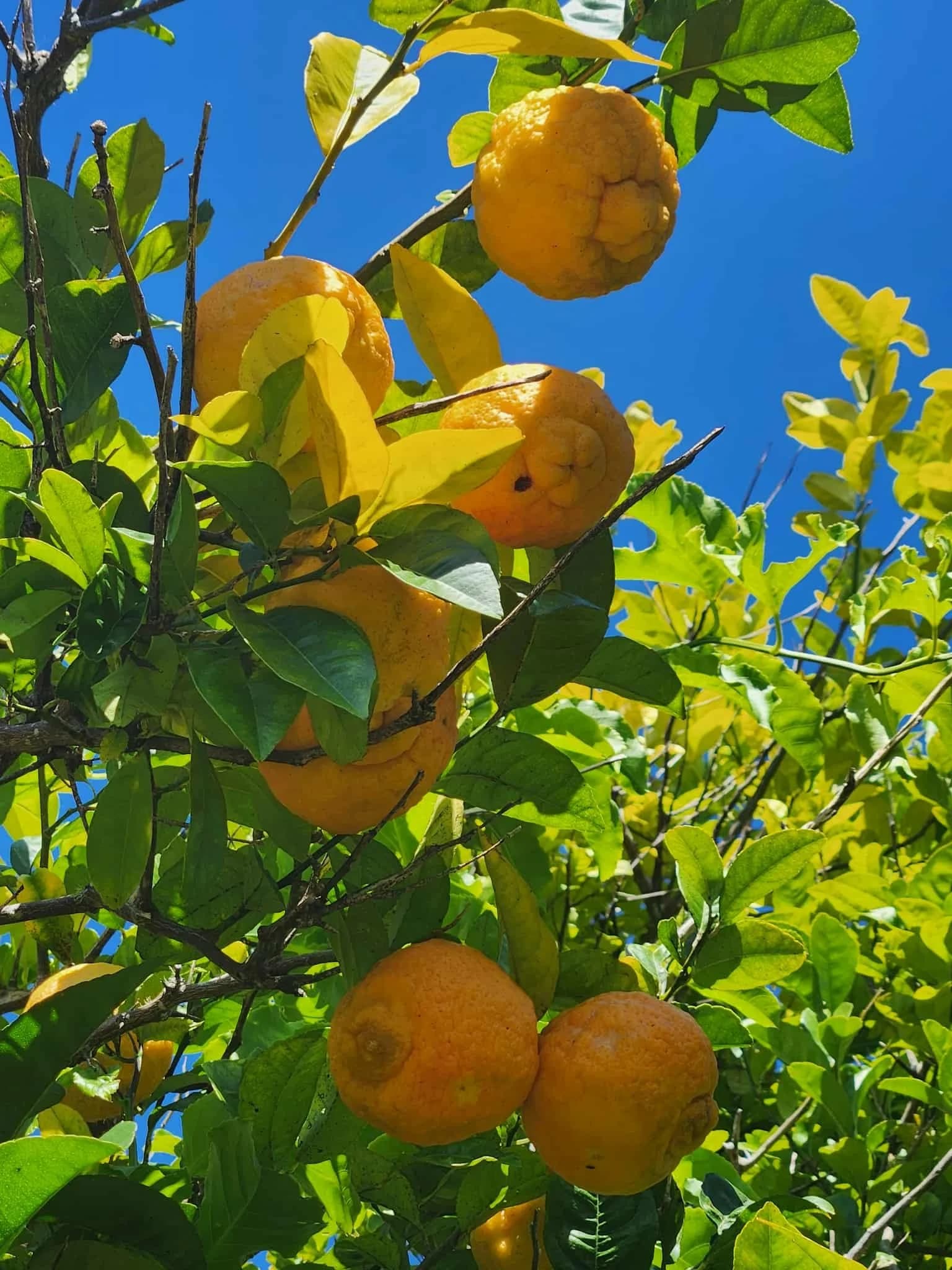 Oranges ripening on a tree