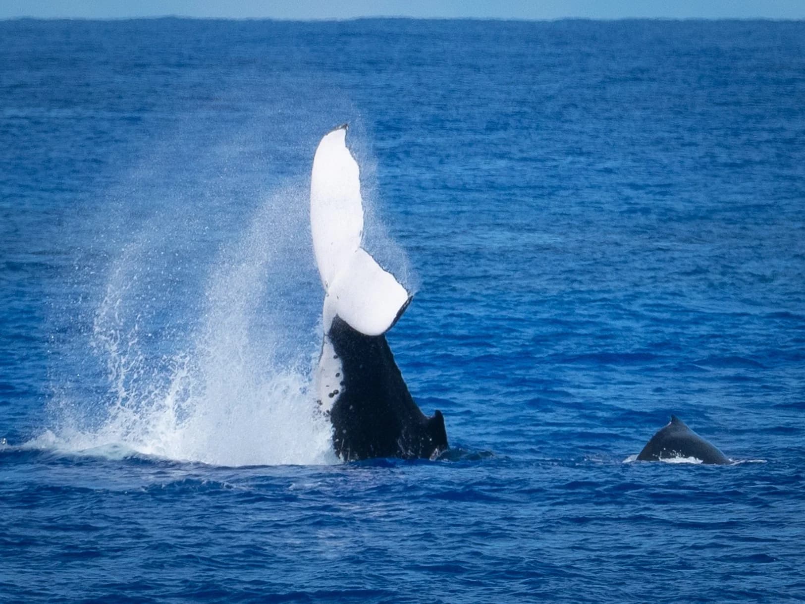 A humpback whale breaching off the coast